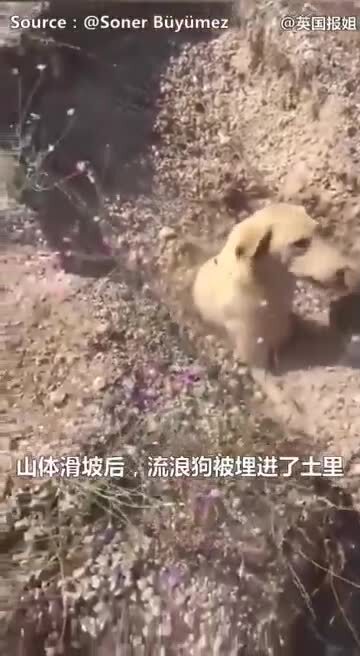 εθ³ε
ΆδΈδ½ε
½ε»δ»ε±±δ½ζ»ε‘εηεε ιοΌεΎζζεΊδΊεε¨ειηηηεε₯ΉηδΈηͺεΉΌε΄½οΌηηδΈεͺεͺε°ηθ’«ζεΊζ₯οΌε€ͺζδΊΊδΊγθδΈη°ε¨ε
½ε»ε·²η»ζδ»δ»¬ε
¨ι¨ι’ε
»γ
A veterinarian in Turkey un...