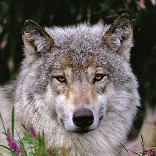 ✝️God✝️ Family 🇺🇸Country 🇺🇸 Happily Retired 🐺 DJT is my President 👍