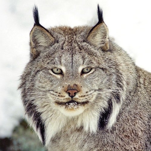 Rabid MAGA. I love my country. Devoted to truth, justice, God, and protecting endangered animals. Twitter refugee.