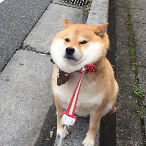 Russian🇷🇺He/Him ♂BLM hater👊antiantifa🙌prolife👪white trad🤍🤍🤍 мы русские с нами бог 😇🙏👼#WLM