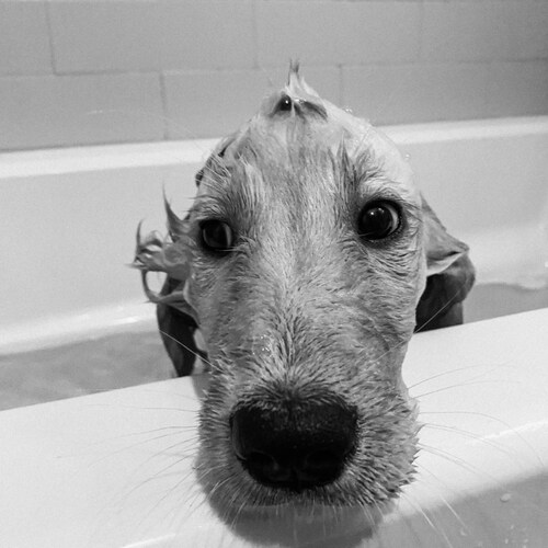 Father, politically conservative populist.  Trump supporter.