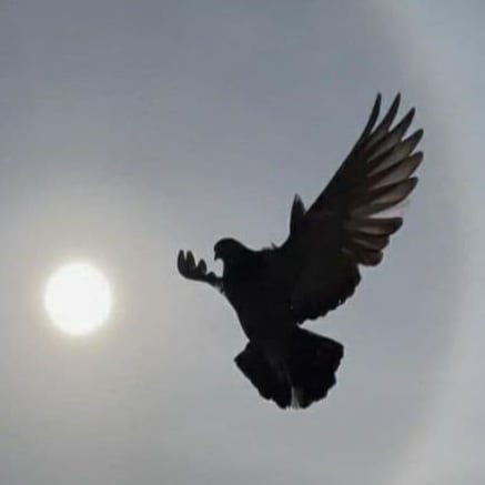 Visit Carolinafrica's profile on GETTR. View their posts, photos, videos, and connect with them on the social platform.