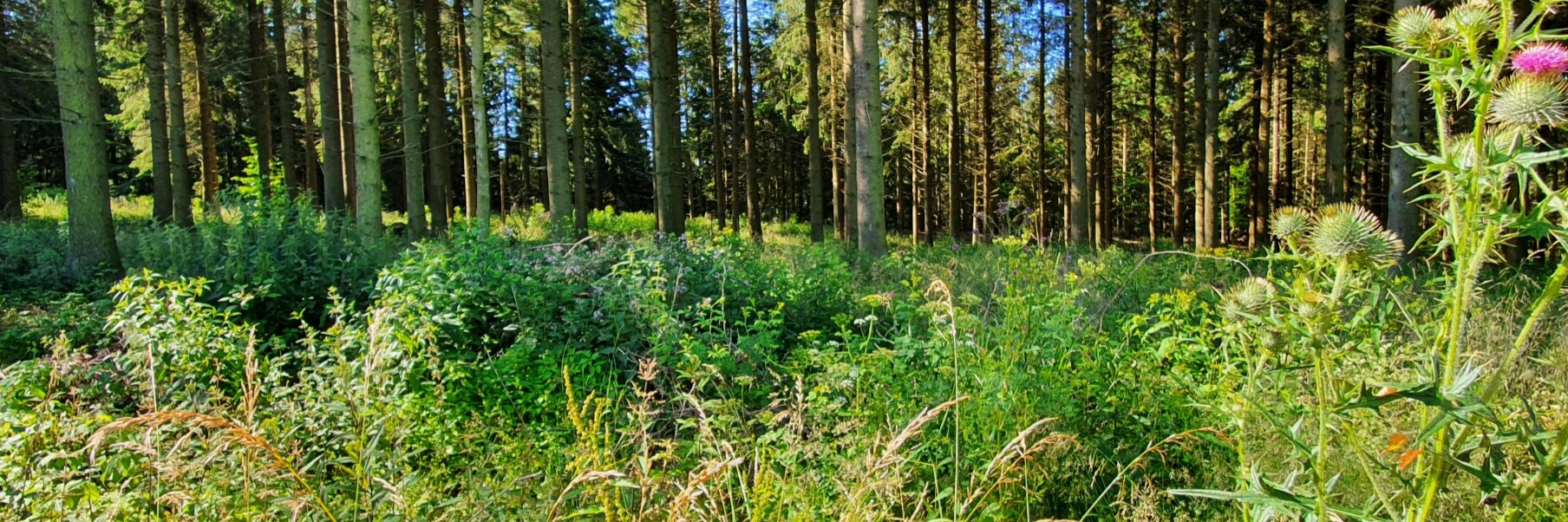 HolgerRenn