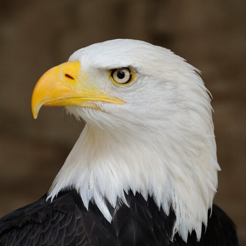 Army veteran, 30 years in the transportation industry. Saved, patriot, husband, father and grandfather.