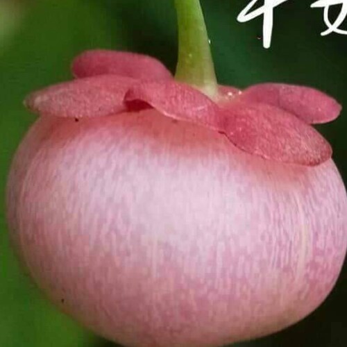 新中國聯邦人識善惡,辨真假.永不為奴!