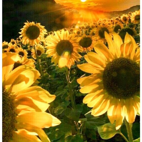 @HissnPiss on Twat. Father fought in Korea. Love God, Family and Country. 🙏 🇺🇸 We owned a Military Surplus store. Vet...