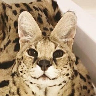 Visit Sogga_antiflop's profile on GETTR. View their posts, photos, videos, and connect with them on the social platform.