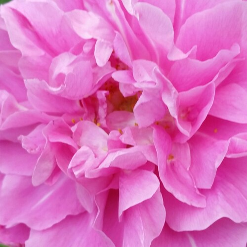 sick of the bullshit,  I prefer truth