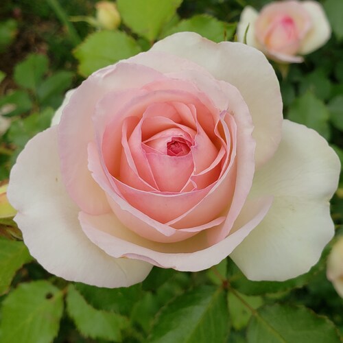 Patriot widow and mom