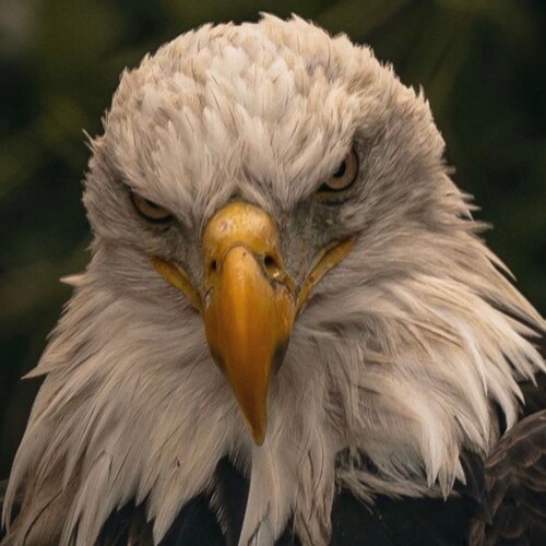 No retreat, No surrender 🇺🇸 🦅 “Let’s Go Brandon”