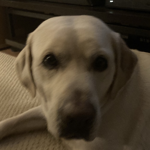 “I swear to protect and defend the Constitution of the United States against all enemies Foreign and Domestic, so help m...