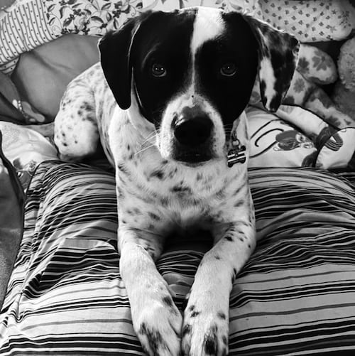 God and Freedom loving, 2A supporting, PA chick. Who also loves Beer, Bourbon, Hockey and Puppies 🍺🥃🐶🤣 #FJB