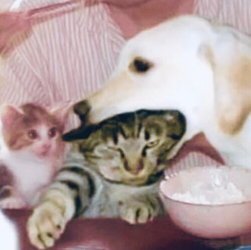 Remember...the government allows a certain amount of rat droppings and cockroach wings in your food😃(Food and Drug Admi...