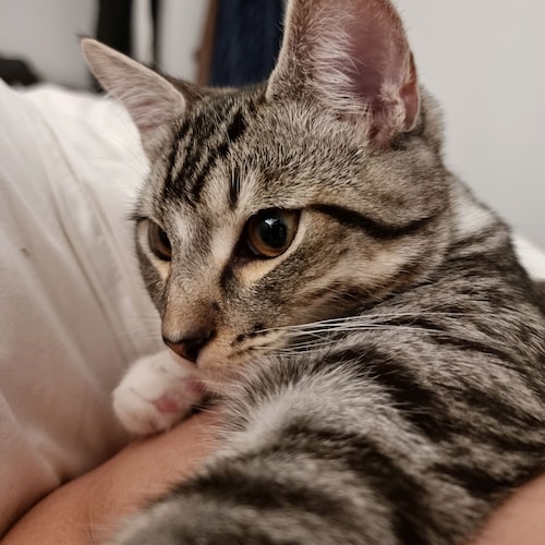 Former 50k account on Twitter, now permanently suspended.