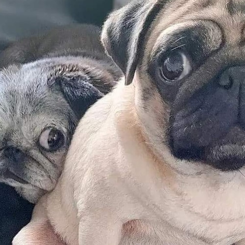 UGA  3/505 PIR  Pug life Married my best friend