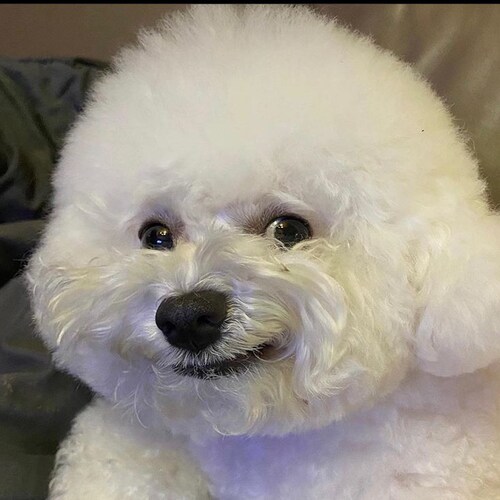 I’m a dog who owns himself