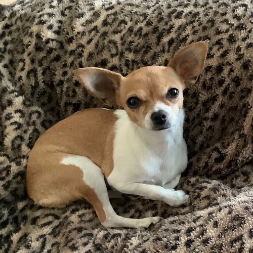 Constitutional conservative with “rare sense” ( it is not common anymore)