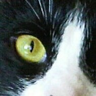 MAGA, Catholic, 1A, 2A, 10A  🇺🇸 
TRUMP WON 3x
Homeschool-- it's the only way
On TS as @ greeneyedcat
❤️ approves the s...