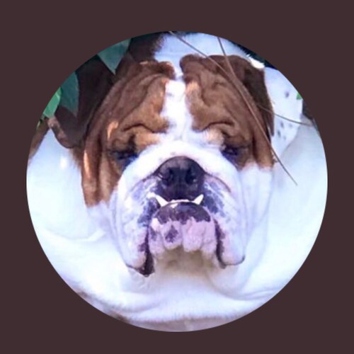 #Patriot, #USAFRetired #CombatAviator, #EnglishBulldog #BBQ #grilling