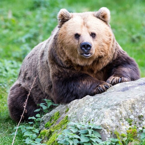 “There are few things more dishonorable than misleading the young.” Thomas Sowell