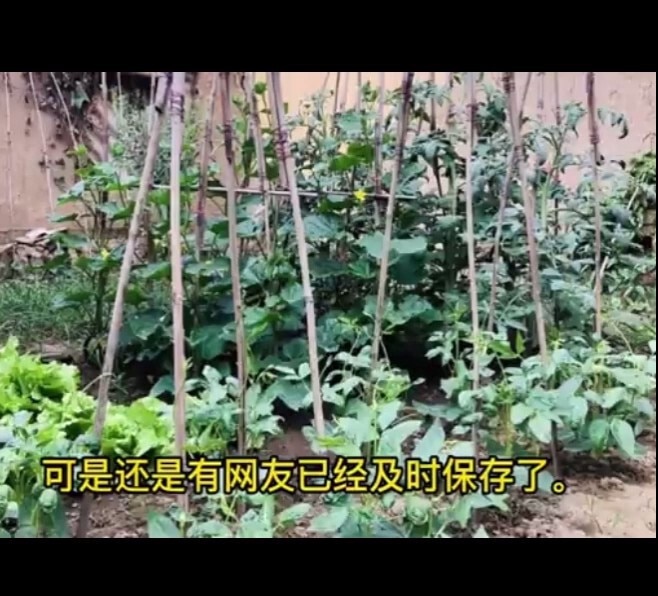 大陆民间探险家、著名网红西藏冒险王（王相军）曾经在西藏拍摄到大量被烧的身份证，从照片看多为年轻少女。王相军于2020年12月20日在探险途中意外落水死亡，网络评论普遍认为王拍摄到了一些不为人知的秘密被...