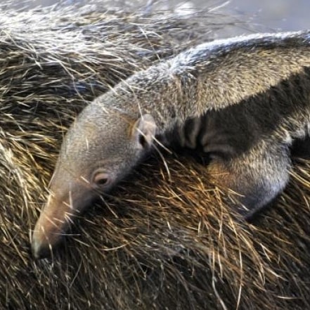 Visit Coati's profile on GETTR. View their posts, photos, videos, and connect with them on the social platform.