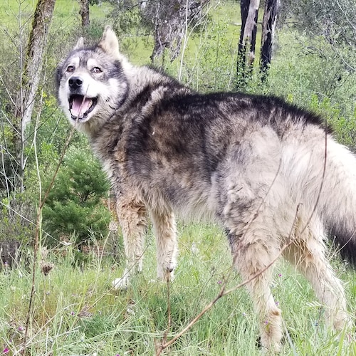 Redblooded American Nascar fan..Love my country ..Back the Blue..Military..first responders
Trump2024  
Pro 1st and 2nd ...