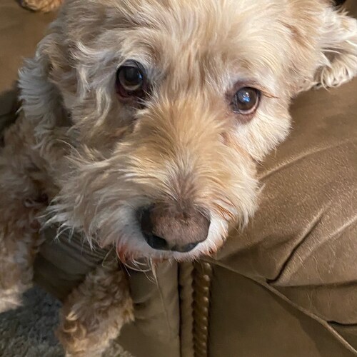 Conservative/Patriotic Father/Husband who cares about future generations and the preservation of The Constitution and Fr...