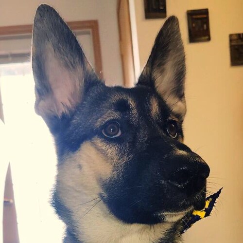 @donnabirdy  A1 1911 ACP.45 
Got 2 for bookends!  
Best pistol ever made!