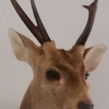 Retired teacher in NSW System, University of Wyoming Grad, current event junkie, non-conformist, hunter, active in firea...