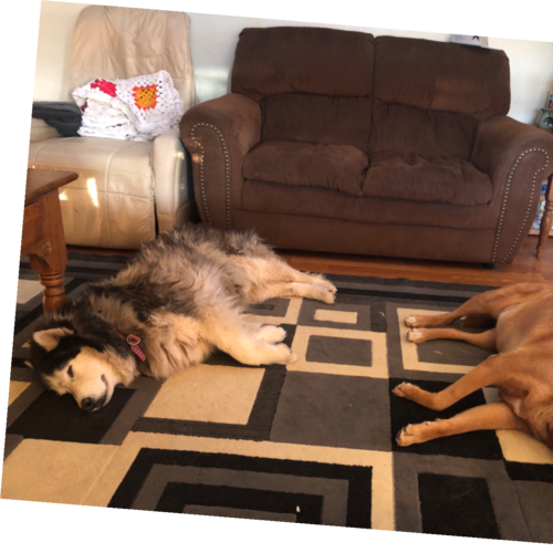 I attended the January 6th rally in DC to protest the stolen election! I knew in my heart the imposs...