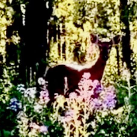 Redeemed Deplorable.  Shameless meme-thief.  Adult human female.  Do Not Comply.  On Christ the Solid Rock I stand, all ...