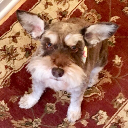 Author. Critical thinker. We live in a Constitutional Republic. Pro-USA. Term Limits. Pronouns: eff/off.