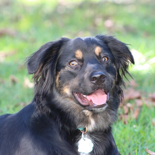 Loves snow, Dogs, Freedom, Flag