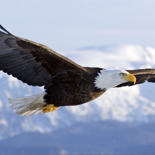 Visit AmericanWings's profile on GETTR. View their posts, photos, videos, and connect with them on the social platform.