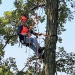 Learning Arborist in an everchanging industry.