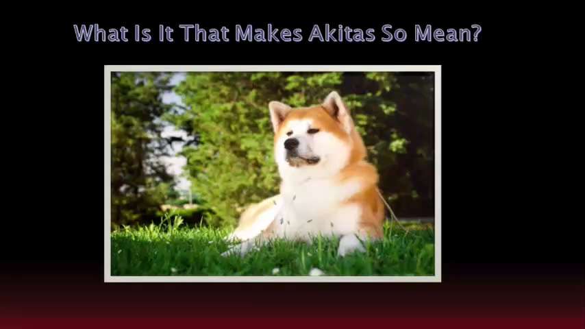What Makes Akitas So Rude And Offensive?

Originally used for guarding royalty and nobility in ancie...