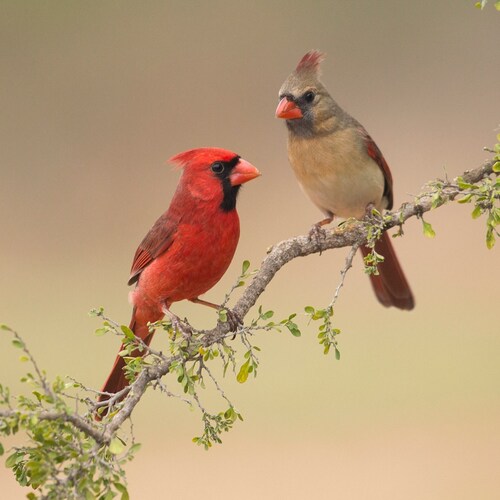 I’m proud to be an American !