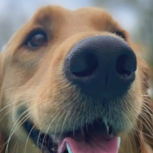 Trump Supporter 💯 I am a wife, Mom, Grandma and I Love this Country!  I believe in the Rule of Law for everyone! Time t...