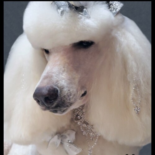 Patriotic USA Standard Poodle Lover and Breeder.