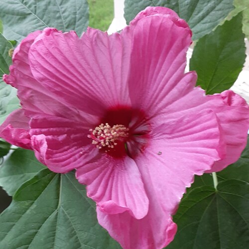 Christian wife and mother and President Donald J Trump supporter. Favorite hobby is watching my hummingbirds.