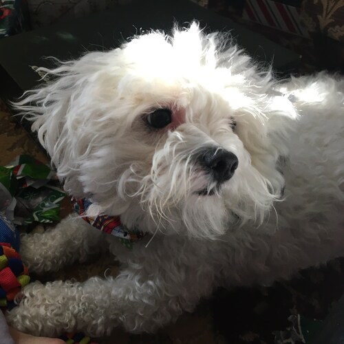 Retired educator. M.Ed. in School Counseling. Dedicated my career to the advocacy of children. I love my country and Pre...