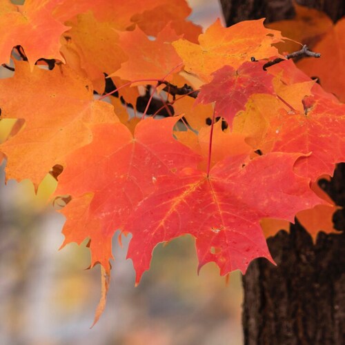 Visit redmaple's profile on GETTR. View their posts, photos, videos, and connect with them on the social platform.