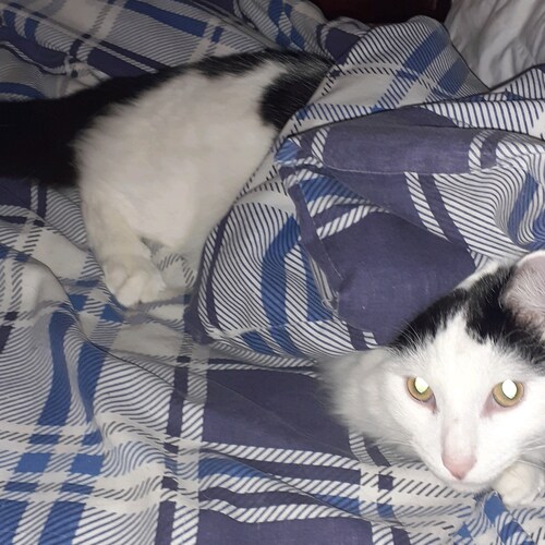 🏴󠁧󠁢󠁥󠁮󠁧󠁿🇬🇧 I served as a Royal Engineer, crimesagainsthumanity, Nurembrerg2.0
T-cell exhaustion=VAIDS!!!