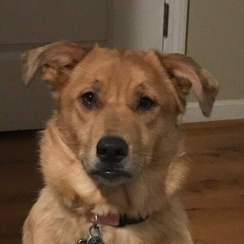 Retired sailor and small business owner
my oath to support and defend the Constitution did not expire when I retired.