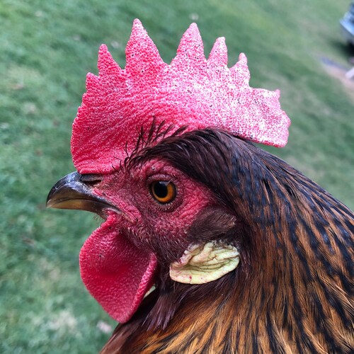 “Me and my homies woulda been stacking bodies by now”
  -George Washington, probably