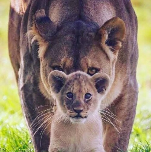 I want our freedoms back.
Stay away from our kids!