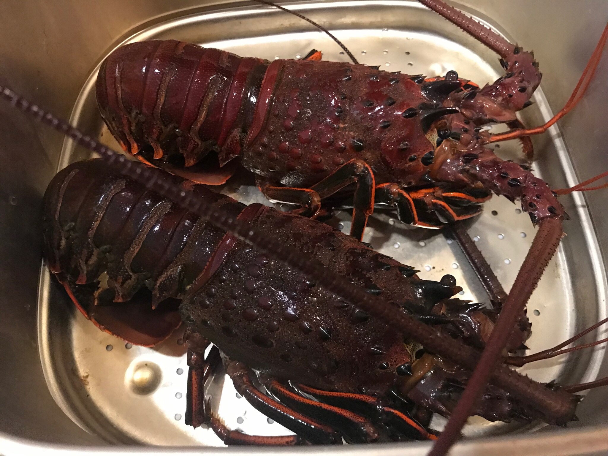 Spiny lobsters ready to steam! 