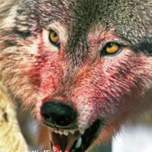 United States Navy for 8 years to serve the people for your freedom to love and honor,some content maybe offensive,my op...