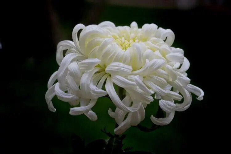 老爷子永生极乐世界！🙏🙏🙏🕯️🕯️